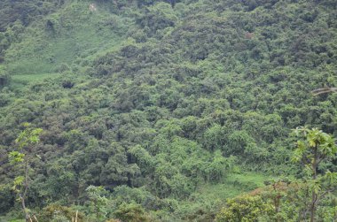 the full of green plants, the nature concept