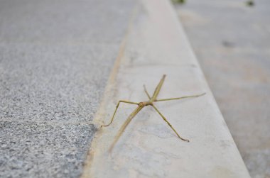 A giant stick bug walks in the gardens.