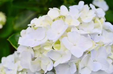 Beautiful blooming white and blue french Hydrangea in a sunny day