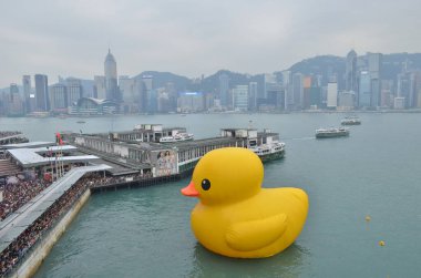 2013 may 4 Giant yellow rubber duck floating on Victoria Harbour