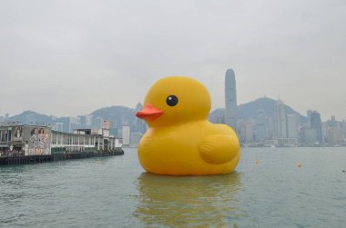 2013 may 4 Giant yellow rubber duck floating on Victoria Harbour