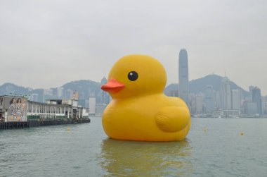 2013 may 4 Giant yellow rubber duck floating on Victoria Harbour