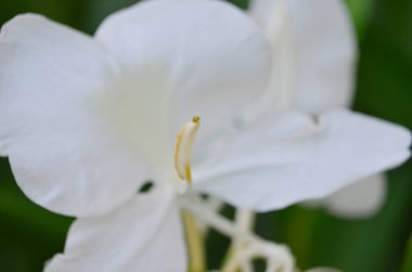 Doğa konsepti, bahçedeki çiçek.