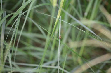 Yaprak resmi, doğa konsepti fotoğrafı.