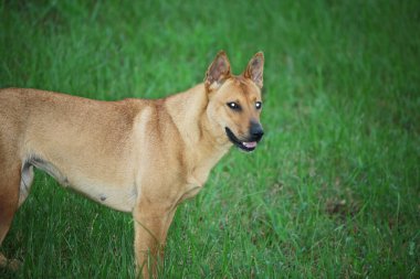 a dog at green grass, the nature concept