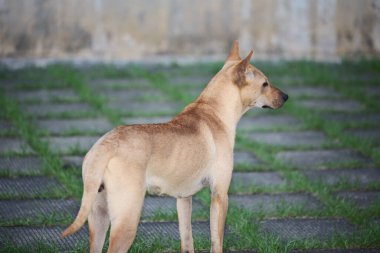 a dog at green grass, the nature concept