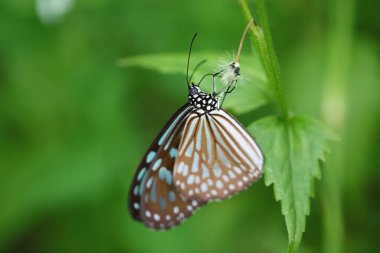 the nature concept, Butterfly and Wild Flowers
