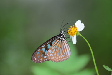 the nature concept, Butterfly and Wild Flowers