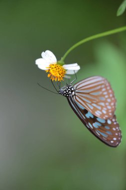 the nature concept, Butterfly and Wild Flowers