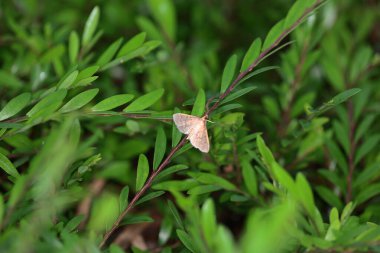 the wild insect , the nature concept image