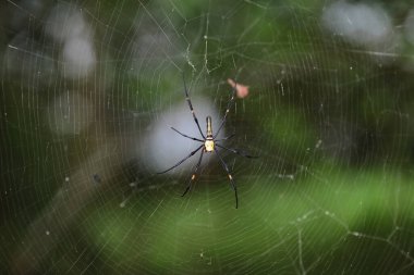 a spider in a web on a blurred natural green background.