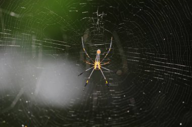 a spider in a web on a blurred natural green background.