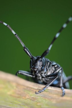 the wild insect , the nature concept image