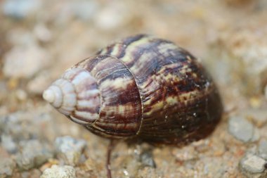 the wild insect , the nature concept image