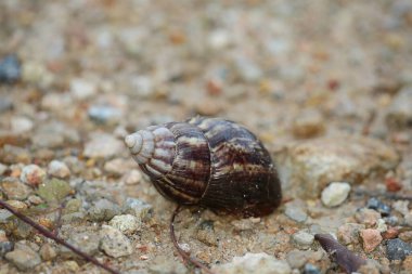 the wild insect , the nature concept image