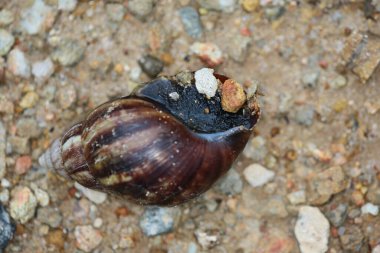 the wild insect , the nature concept image