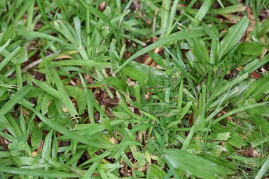 Yaprak resmi, doğa konsepti fotoğrafı.