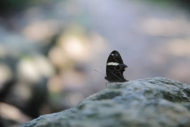 the wild insect , the nature concept image