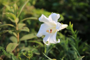 the white lily at the High Junk Peak trail
