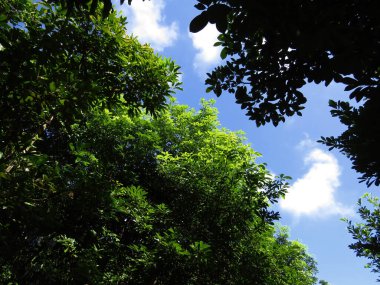 Bitki örtüsü, doğa konsepti.