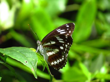 the wild insect , the nature concept image