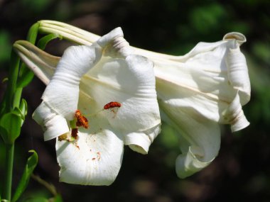 the white lily at the High Junk Peak trail