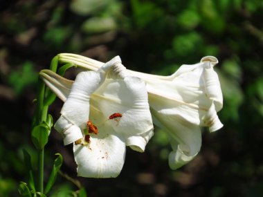 the white lily at the High Junk Peak trail