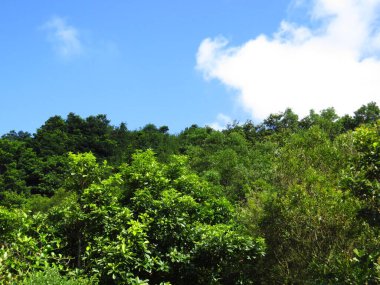 Yaprak resmi, doğa konsepti fotoğrafı.