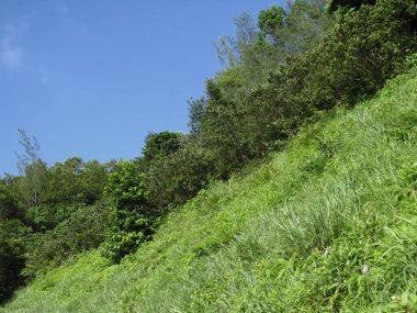 Bitki örtüsü, doğa konsepti.
