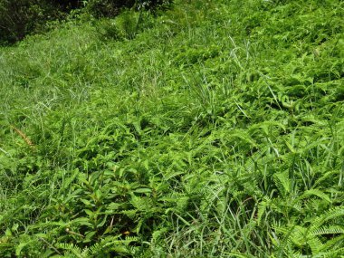 Bitki örtüsü, doğa konsepti.