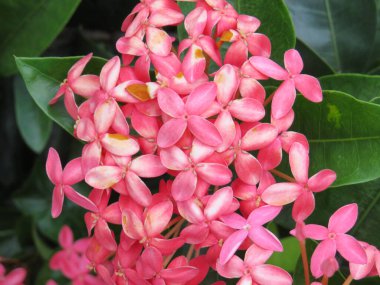 Doğa konsepti, bahçedeki çiçek.