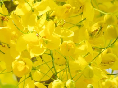 Doğa konsepti, bahçedeki çiçek.