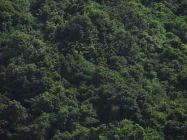 Bitki örtüsü, doğa konsepti.