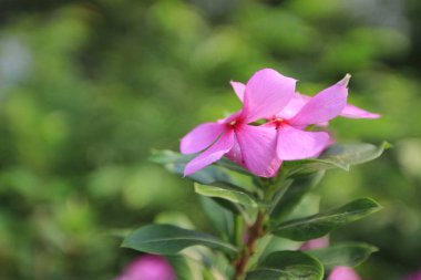 Doğa konsepti, bahçedeki çiçek.