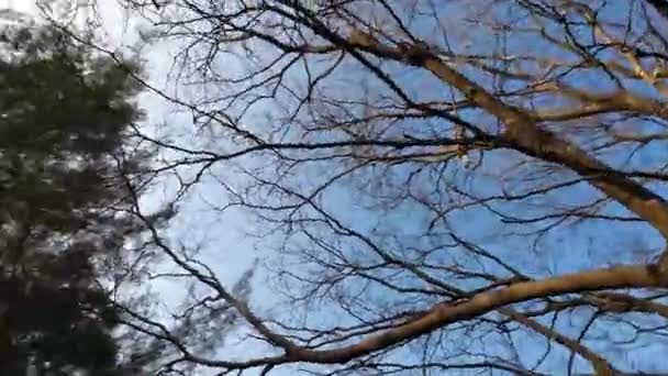 冬天的树梢映衬着蓝天 光秃秃的枝条 晴朗的天空 — 图库视频影像