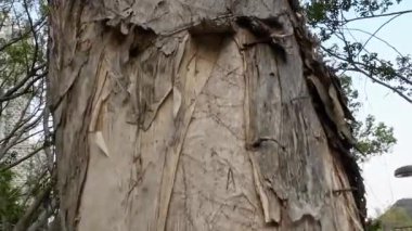 Park 'taki Cajeuput ağacının dibinden yukarı bak.