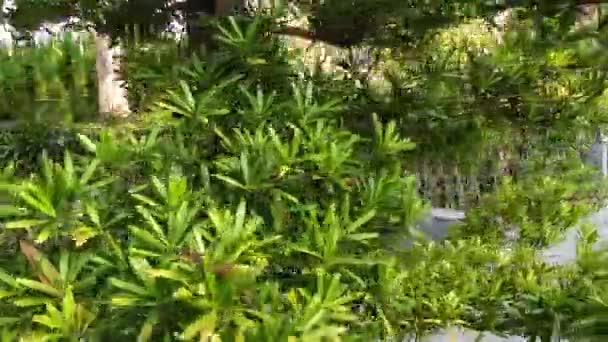 Podocarpaceae Immergrüne Nadelbäume Und Dioecy — Stockvideo