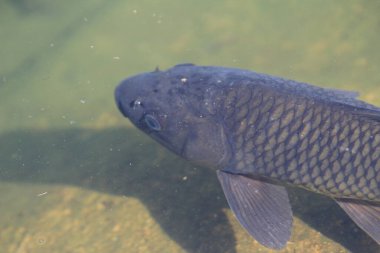 the big Carps Fish swimming the pond.