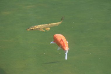 the big Carps Fish swimming the pond.