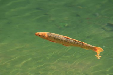 the big Carps Fish swimming the pond.