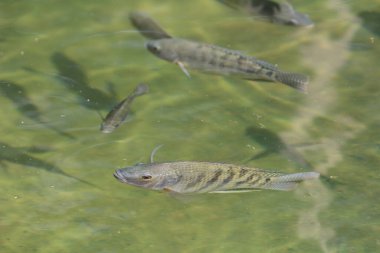 the big Carps Fish swimming the pond.