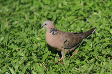 dove, pigeon, or common pigeon walking on lawn