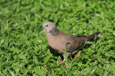 dove, pigeon, or common pigeon walking on lawn