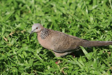 dove, pigeon, or common pigeon walking on lawn