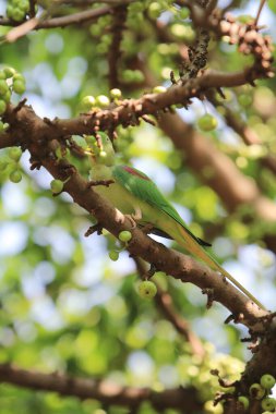 the green parrot sitting on tree branch