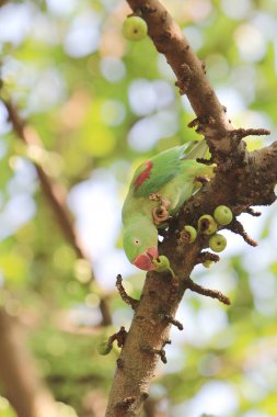 the green parrot sitting on tree branch
