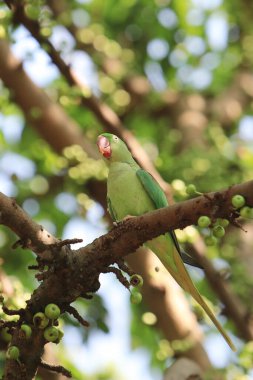 the green parrot sitting on tree branch