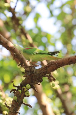 the green parrot sitting on tree branch