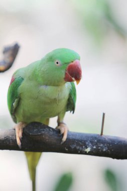 the green parrot sitting on tree branch
