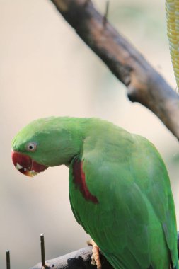 the green parrot sitting on tree branch